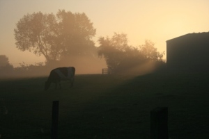Foggy moringin in our cow paddock